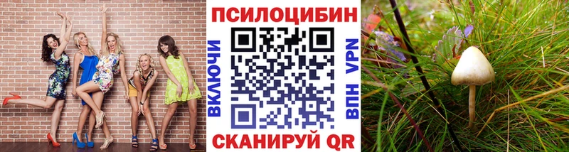 Галлюциногенные грибы Psilocybe  Приморско-Ахтарск 